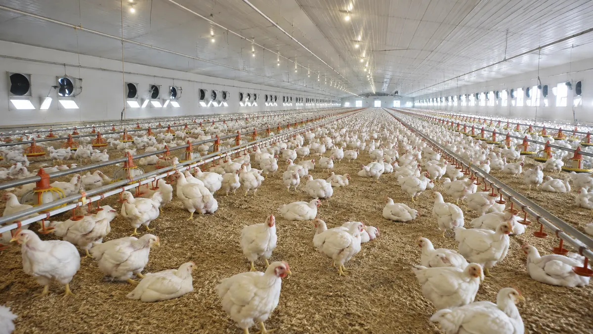 Broiler kümesinde beyaz tavuklar